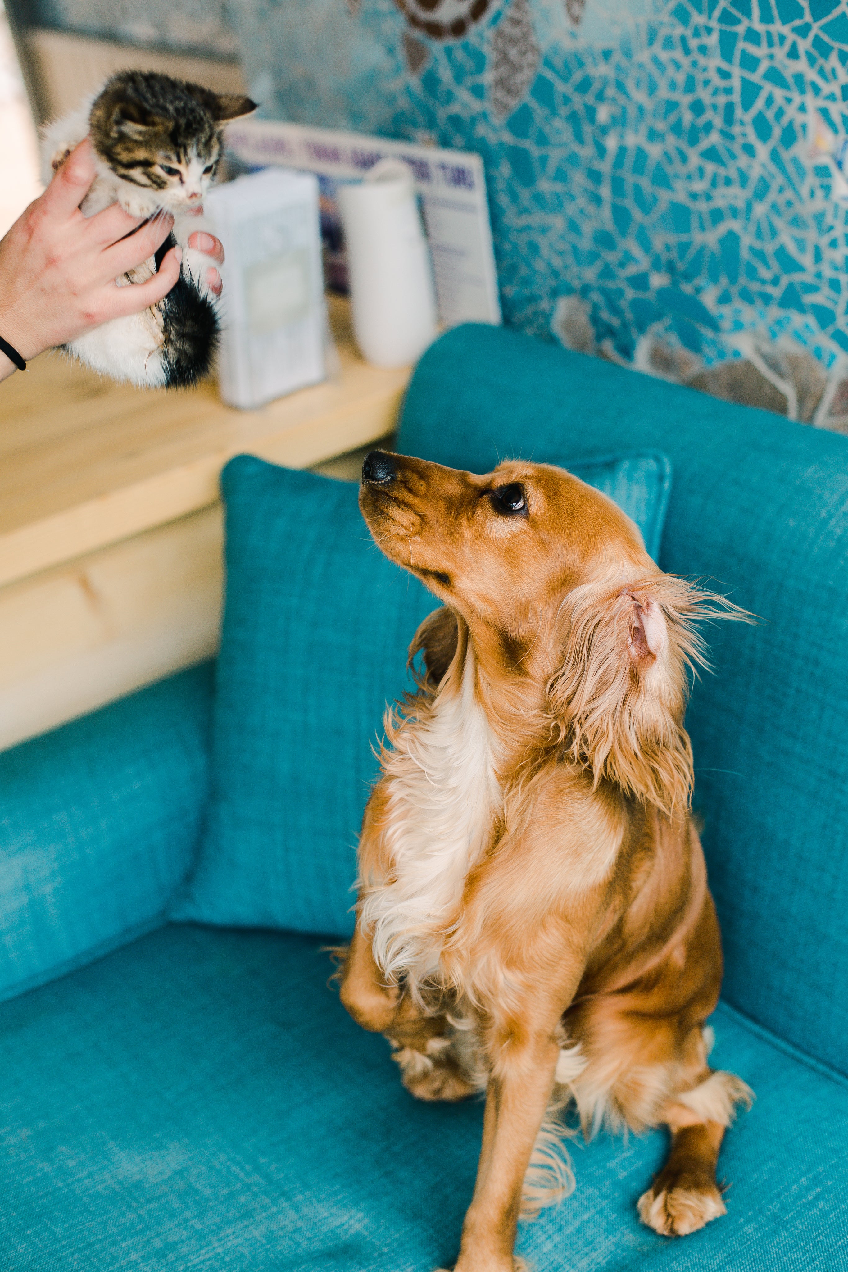 brown-dog-looks-up-to-small-kitten-in-a-persons-hands.jpg